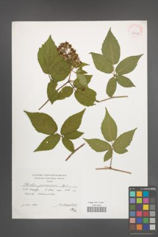 Rubus posnaniensis [KOR 39909]
