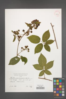 Rubus posnaniensis [KOR 39911]