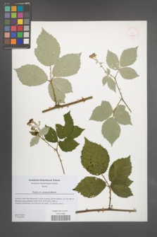 Rubus praecox [KOR 51836]