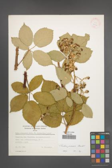 Rubus praecox [KOR 25591]