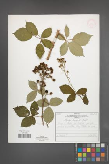 Rubus praecox [KOR 52060]