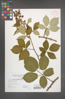 Rubus praecox [KOR 44473]