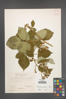 Rubus praecox [KOR 27071]