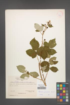 Rubus praecox [KOR 27073]