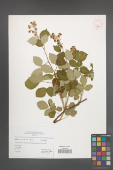 Rubus praecox [KOR 45030]