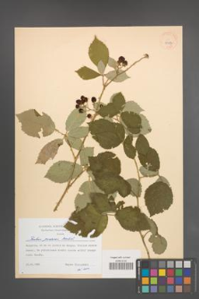 Rubus praecox [KOR 38387]