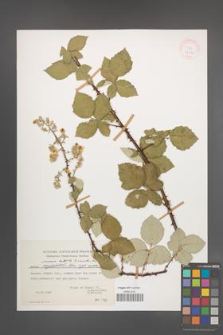 Rubus praecox [KOR 27633]