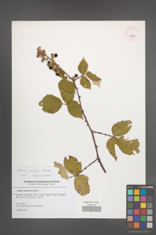 Rubus praecox [KOR 45747]