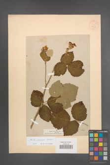 Rubus praecox [KOR 18447]