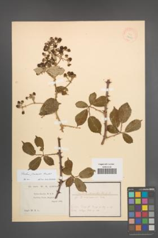 Rubus praecox [KOR 18449]