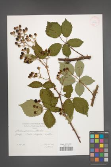 Rubus praecox [KOR 29548]