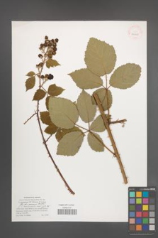 Rubus praecox [KOR 40110]