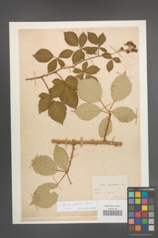 Rubus praecox [KOR 18610]