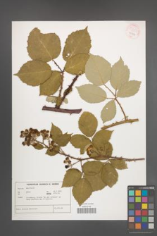 Rubus praecox [KOR 54282]
