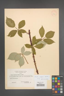 Rubus praecox [KOR 18452]