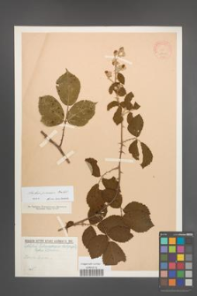 Rubus praecox [KOR 18446]