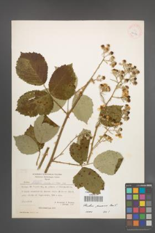 Rubus praecox [KOR 27074]