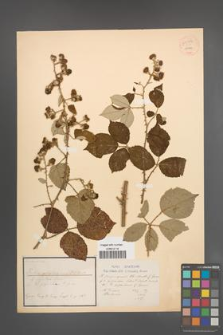 Rubus propinquus [KOR 54284]