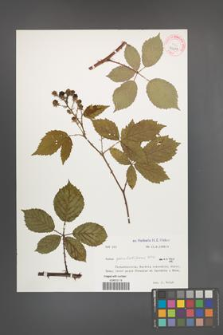 Rubus pseudobifrons [KOR 32324]