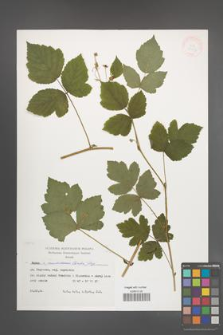 Rubus pseudoidaeus [KOR 29477]
