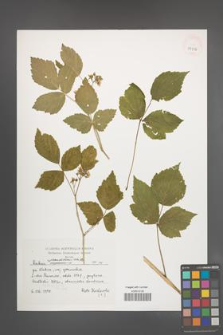 Rubus pseudidaeus [KOR 39356]