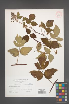 Rubus pseudidaeus [KOR 39654]