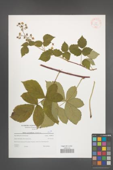 Rubus pseudidaeus [KOR 38797]