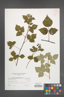 Rubus pseudidaeus [KOR 38792]