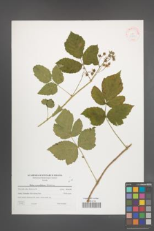 Rubus pseudidaeus [KOR 38789]