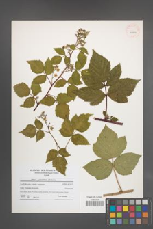 Rubus pseudidaeus [KOR 40806]