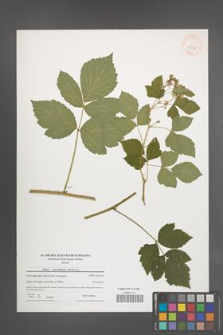 Rubus pseudidaeus [KOR 40858]