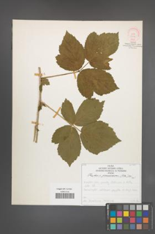 Rubus pseudidaeus [KOR 52118]