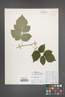 Rubus pseudidaeus [KOR 52093]