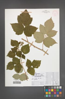 Rubus pseudidaeus [KOR 52119]