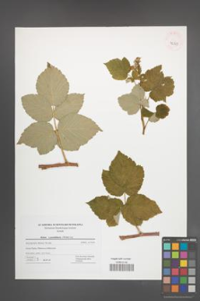 Rubus pseudidaeus [KOR 42829]