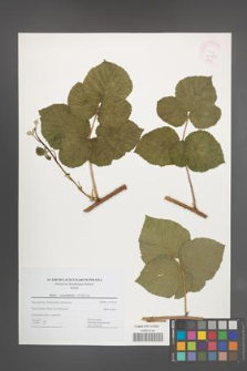 Rubus pseudidaeus [KOR 44967]