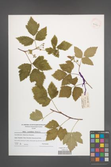 Rubus pseudidaeus [KOR 41095]