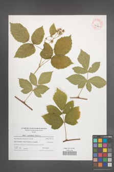 Rubus pseudidaeus [KOR 41035]