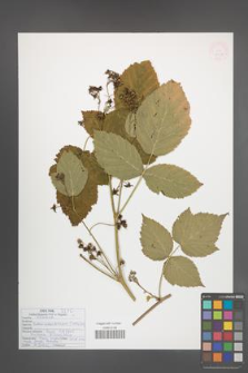 Rubus pseudidaeus [KOR 54013]