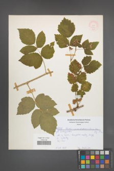 Rubus pseudidaeus [KOR 52195]
