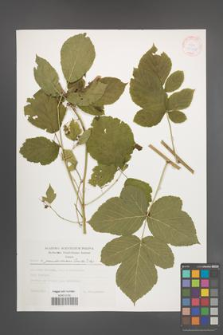 Rubus pseudoidaeus [KOR 30556]
