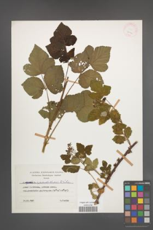 Rubus pseudoidaeus [KOR 26071]
