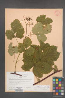 Rubus pseudoidaeus [KOR 22799]