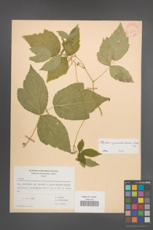 Rubus pseudoidaeus [KOR 27926]