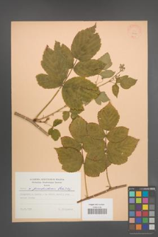 Rubus pseudoidaeus [KOR 23413]