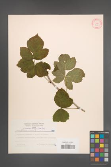 Rubus pseudoidaeus [KOR 7189]