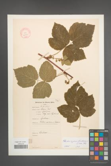 Rubus pseudoidaeus [KOR 10630]