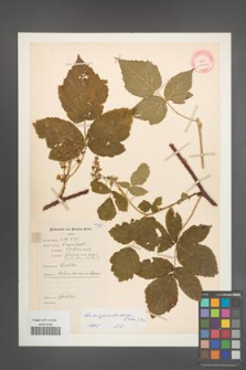 Rubus pseudoidaeus [KOR 10632]