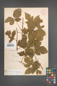 Rubus pseudoidaeus [KOR 10633]
