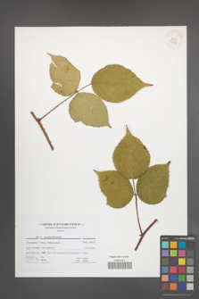 Rubus pseudoseebergensis [KOR 41696]
